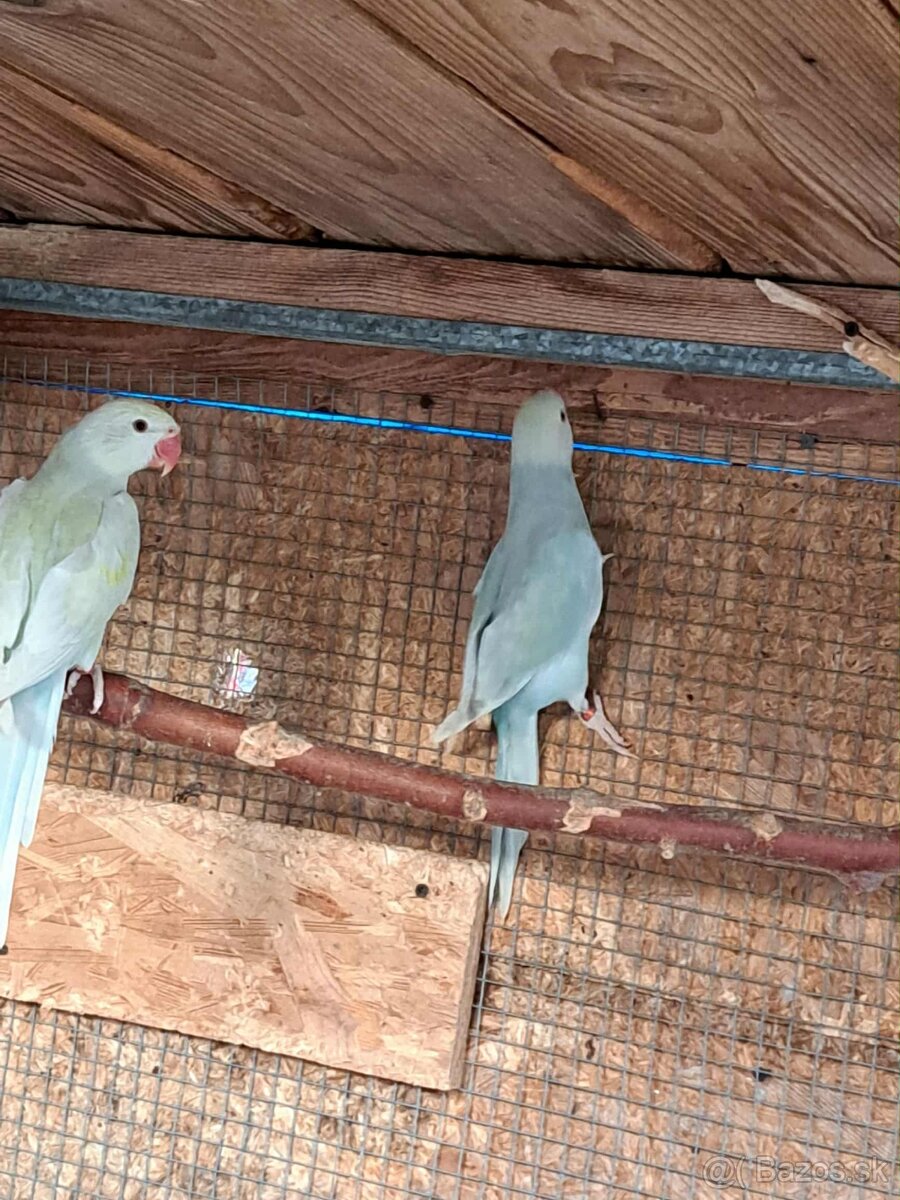 Alexander malý - 12