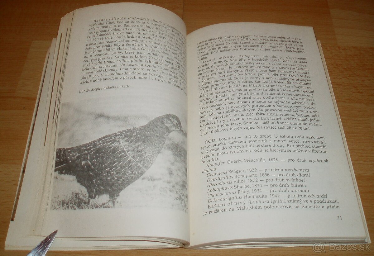 Bažanti a ostatní hrabaví - 12