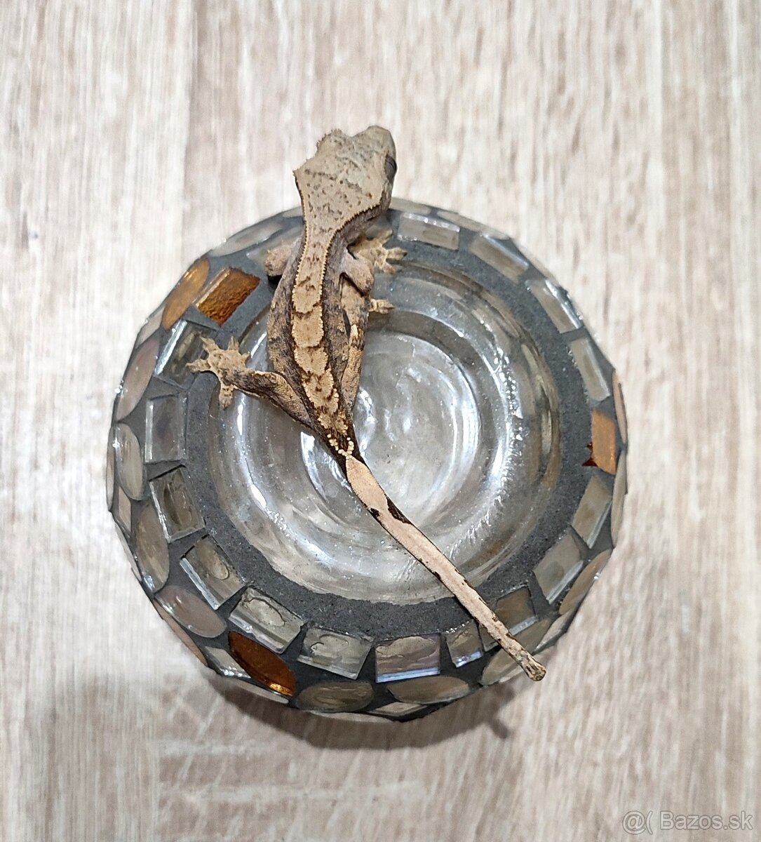 Pagekon riasnaty - 12