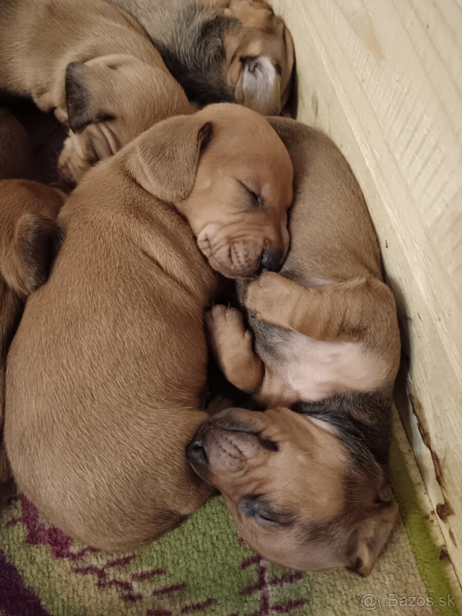 Šteniatka krátkosrtý jazvečík "štandard" - 12