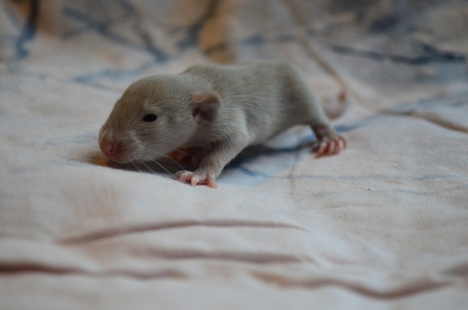 Potkaníky s rodokmeňom - rezervácie - 12