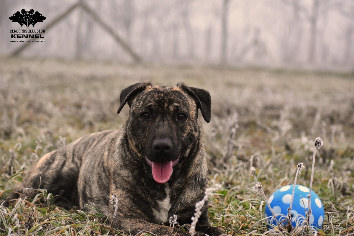 Cimarron Uruguayo s PP – rezervácia šteniatok - 12