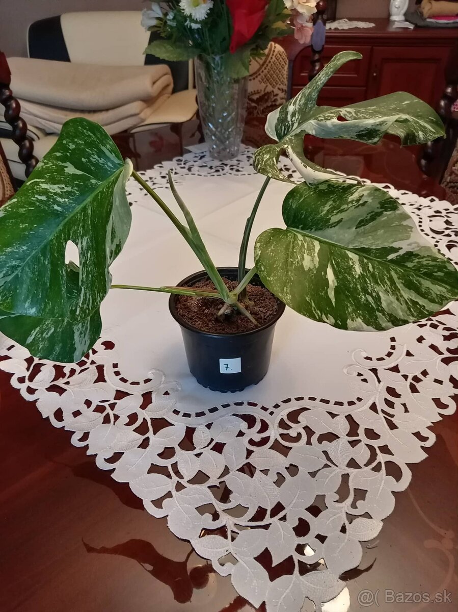 Monstera albo variegata - 12
