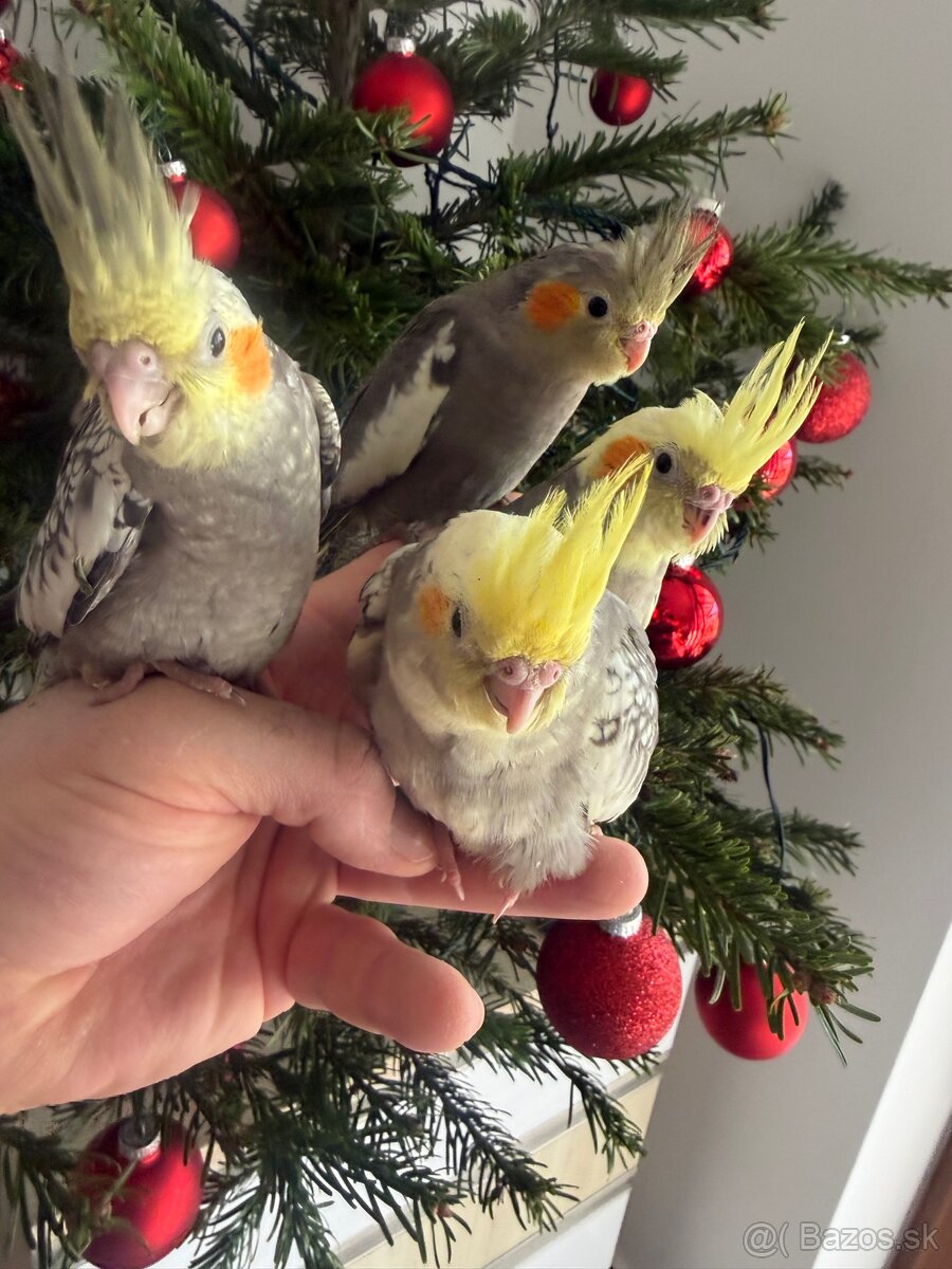 Korely ručne dokrmena Krotká - 12