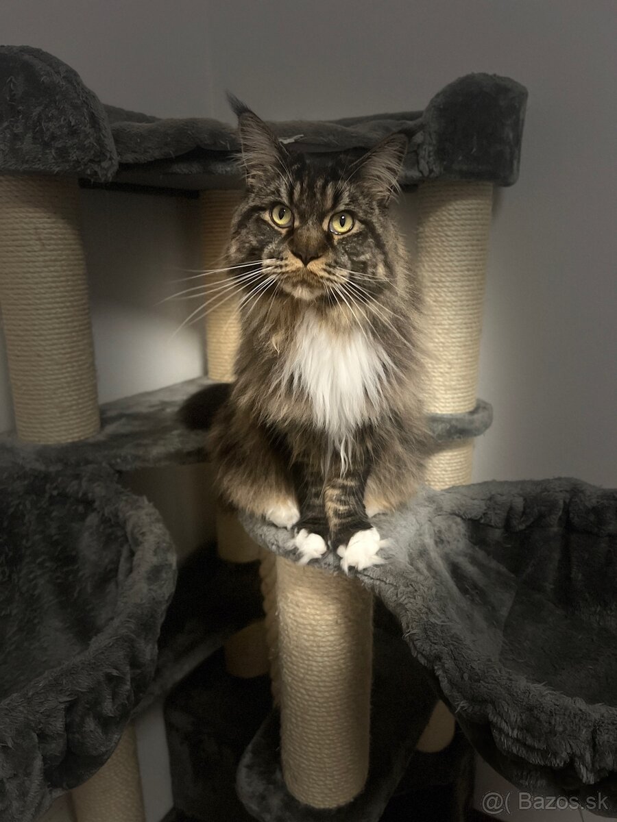 Mainska myvalia mačka main coon - 12