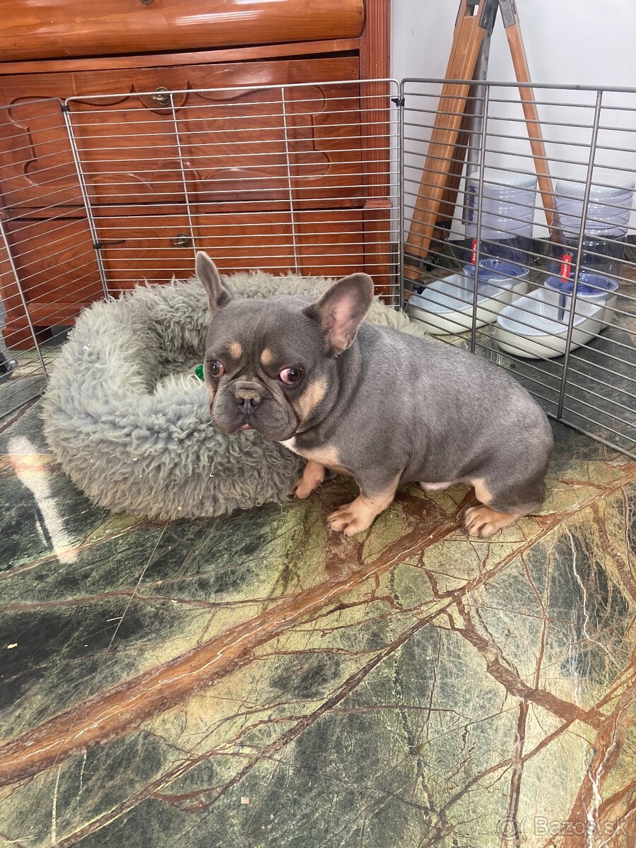 Francuzsky buldoček - 12