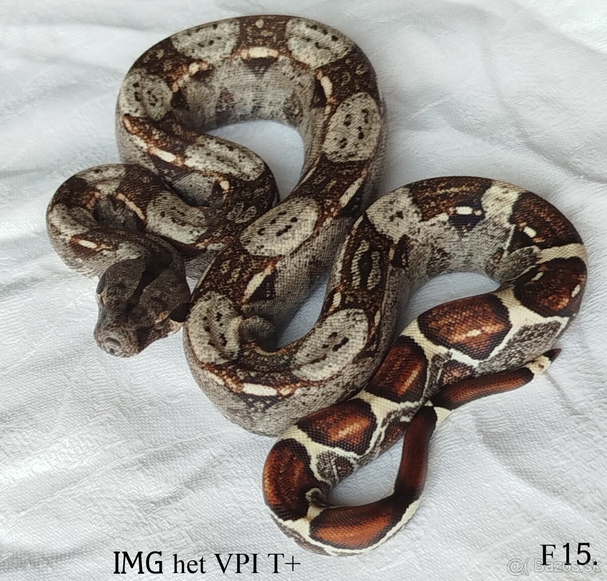 Boa constrictor - 12