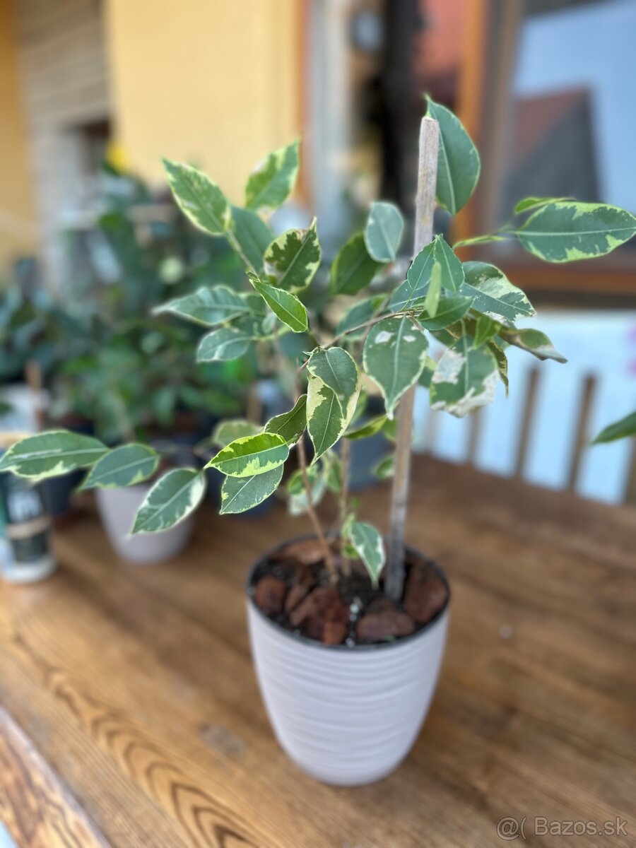 Ficus benjamina - Fikus benjamín / Variegata - 12