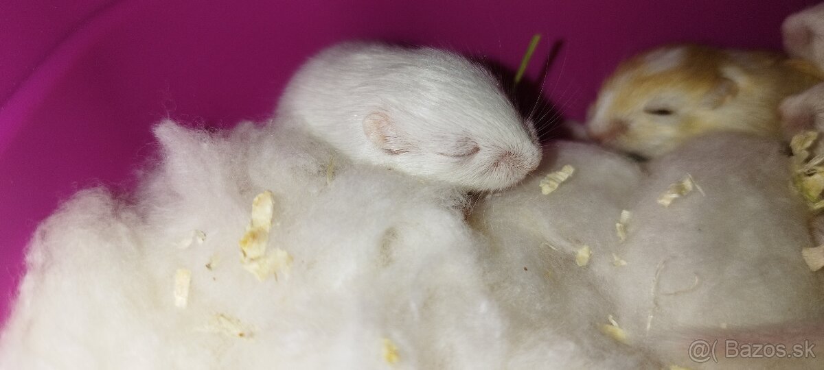 Predám pieskomilov + celé príslušenstvo - 12