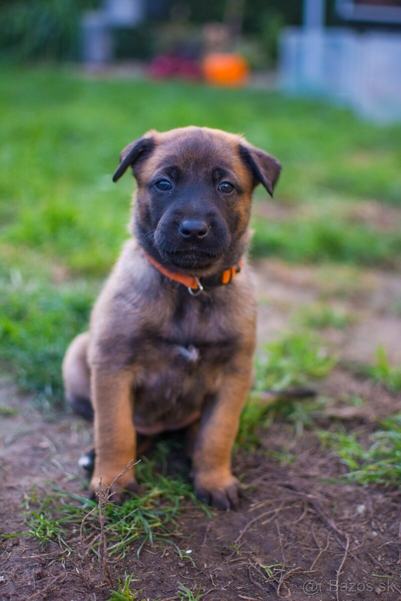 Šteniatka belgický ovčiak malinois s PP - 12