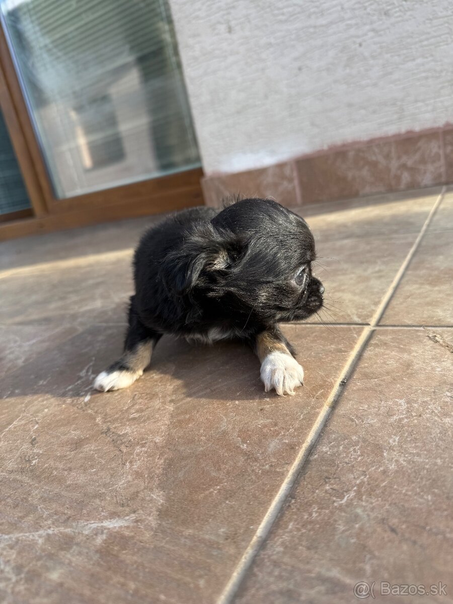 Mini čivava šteniatka - 12