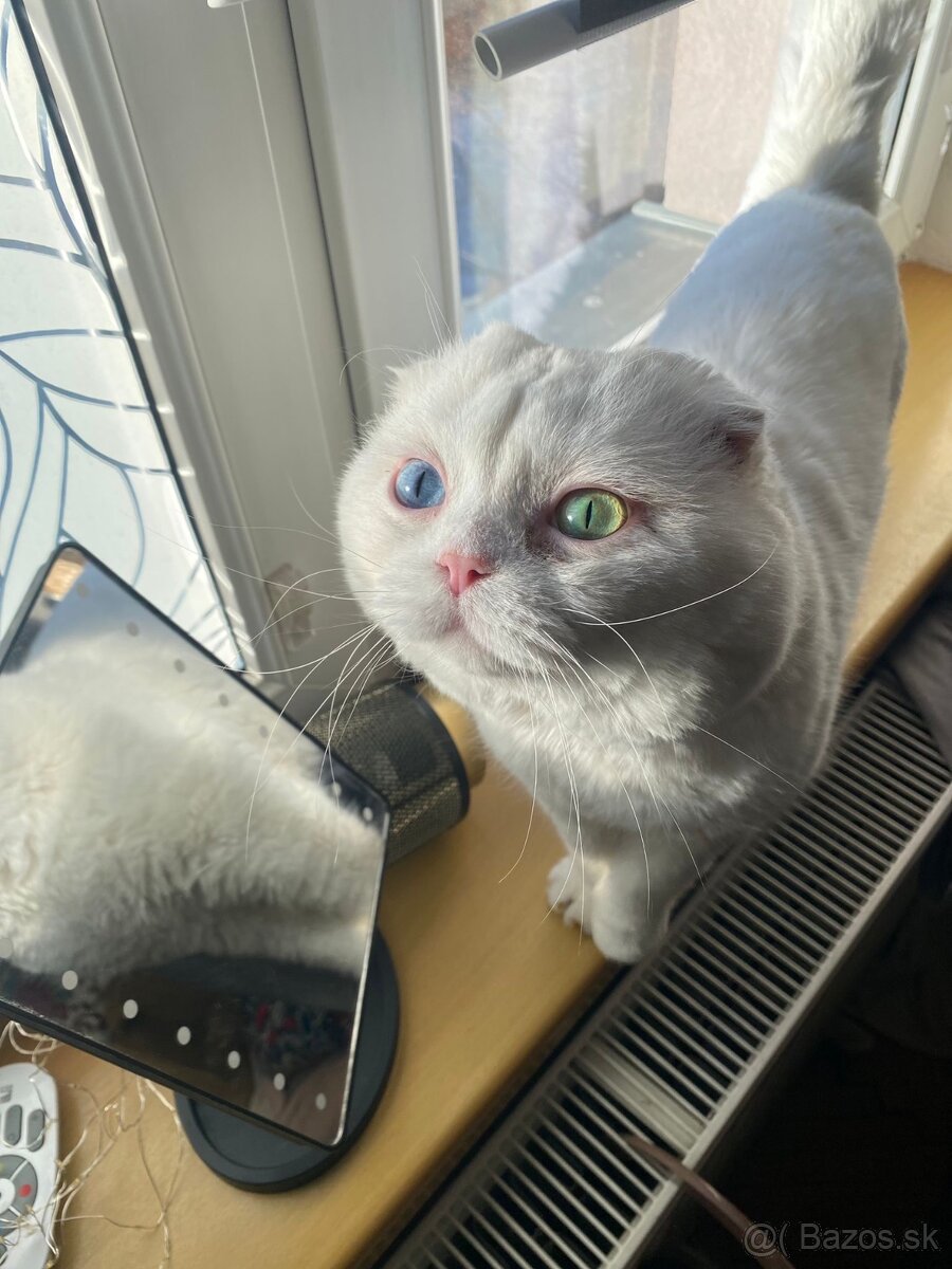 Skotka klapouchá koťata s pp - 12