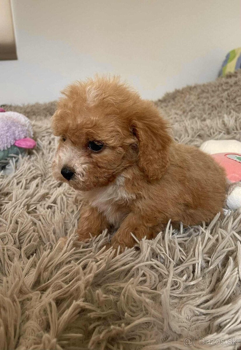 Red and white mini Maltipoo girl - 12