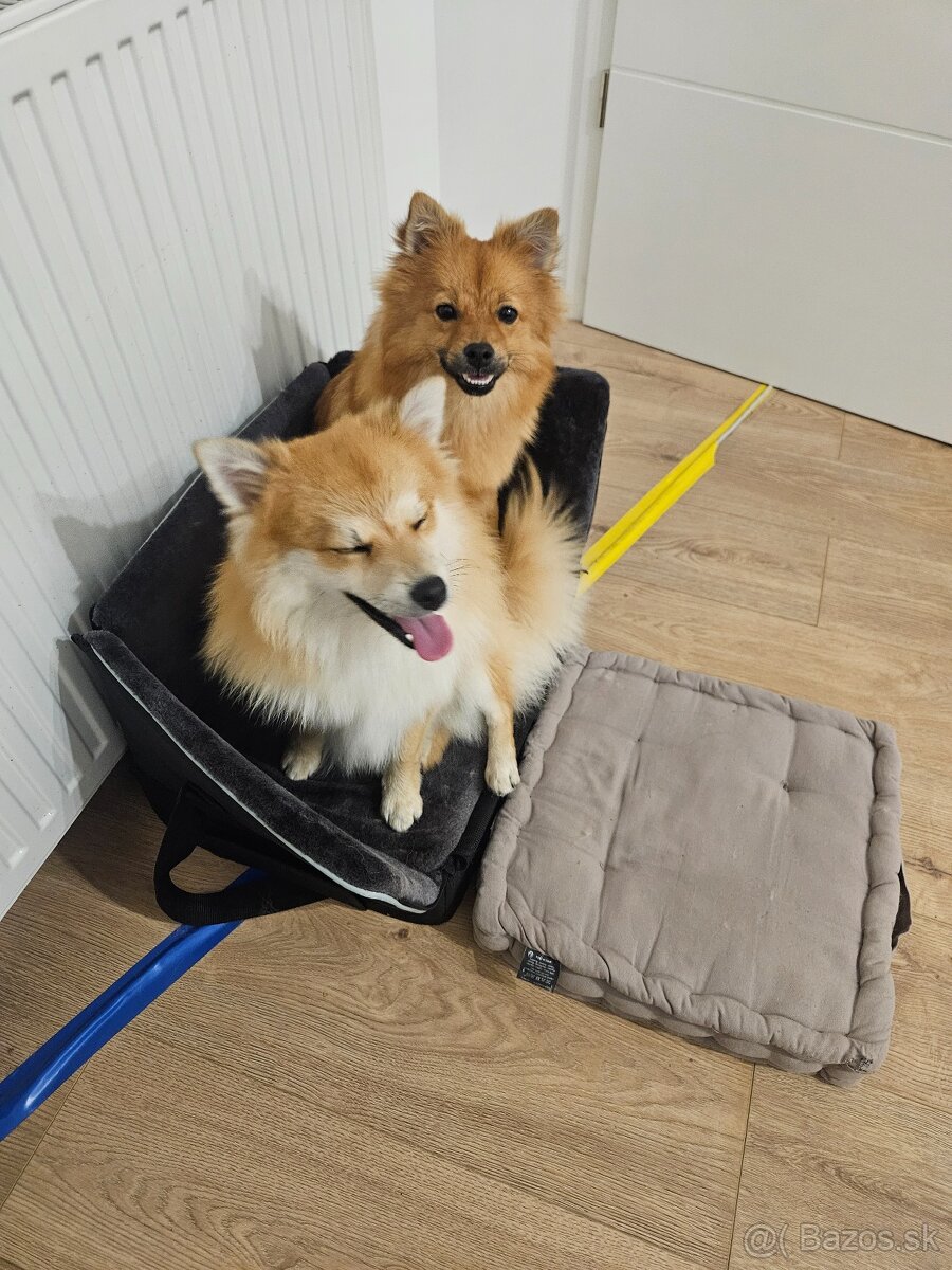 Pomeranian Mini - 12