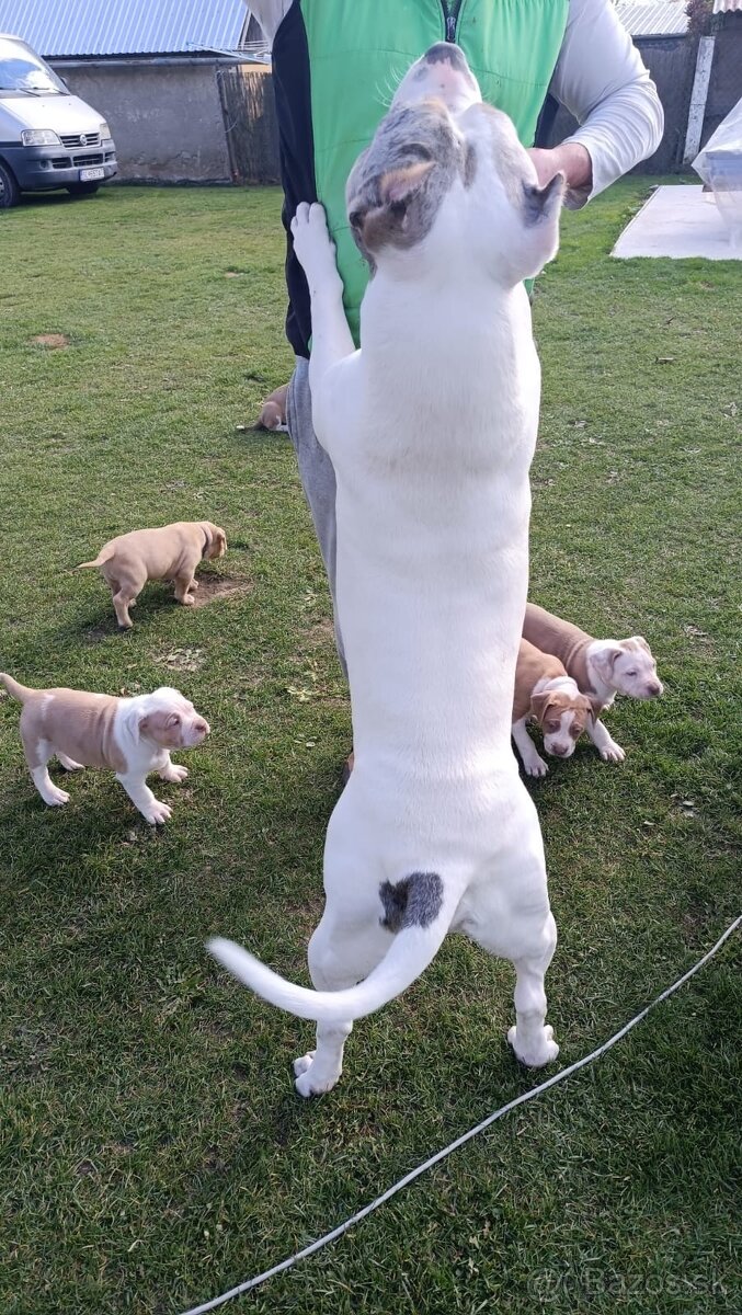 American Bully XL - 12