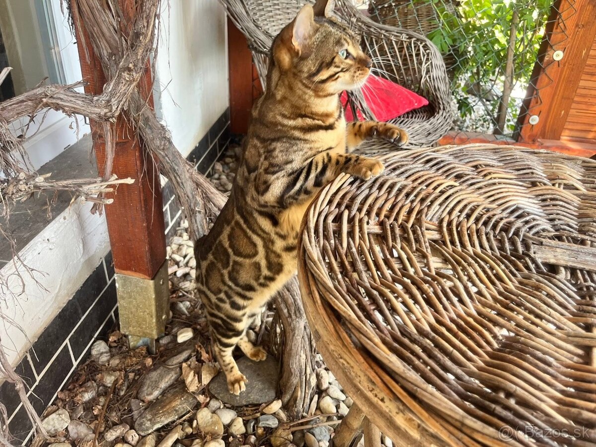 Bengalska macka - 12