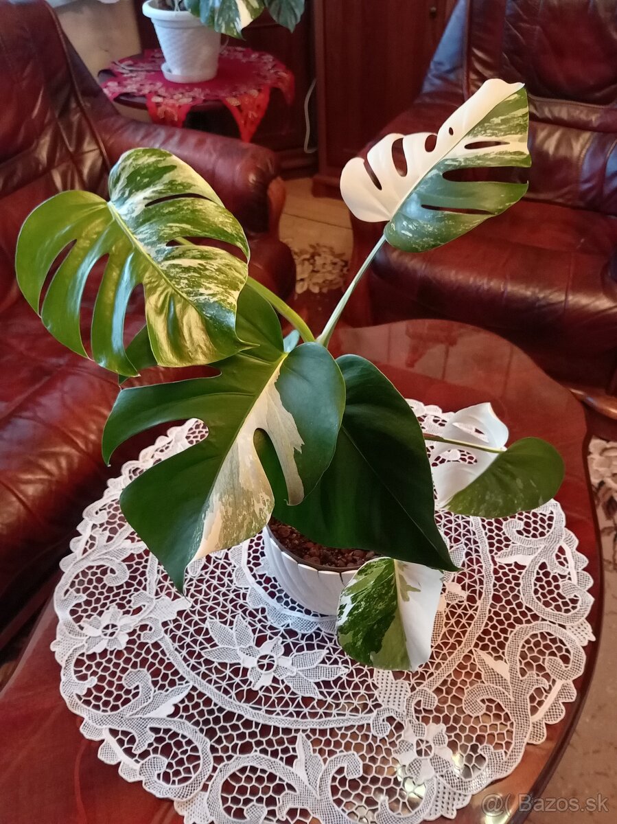 Monstera variegata - 12