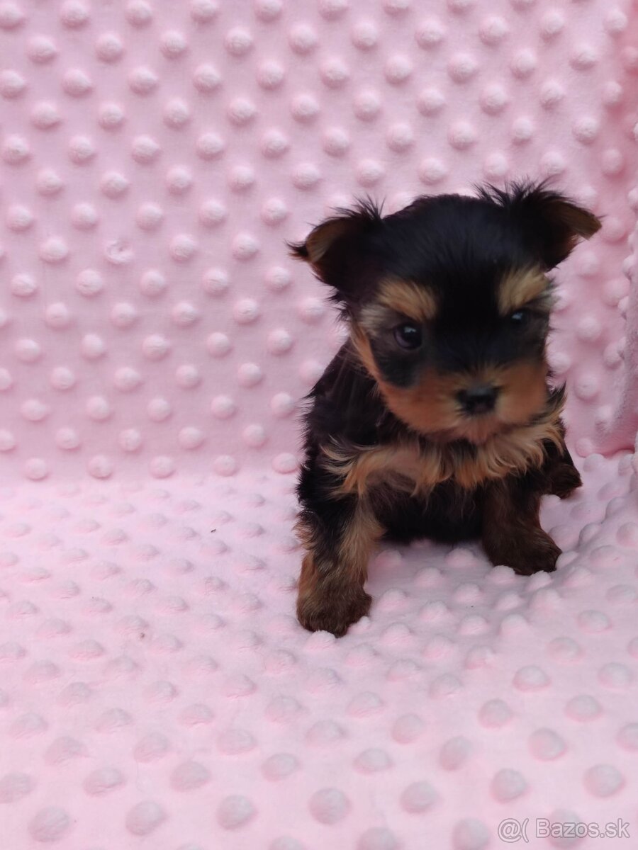 Yorkshire terrier - 12