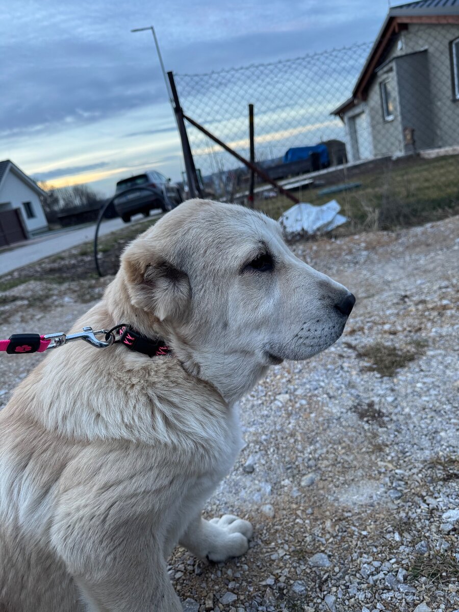 Stredoázijský ovčiak SAO - 12