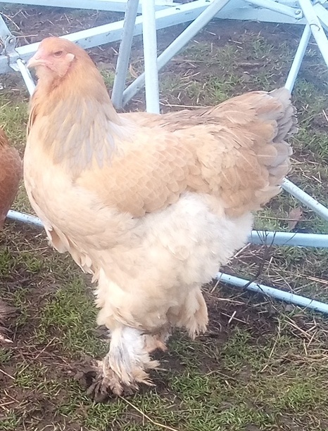 Brahmanky jarabičie NV - 12