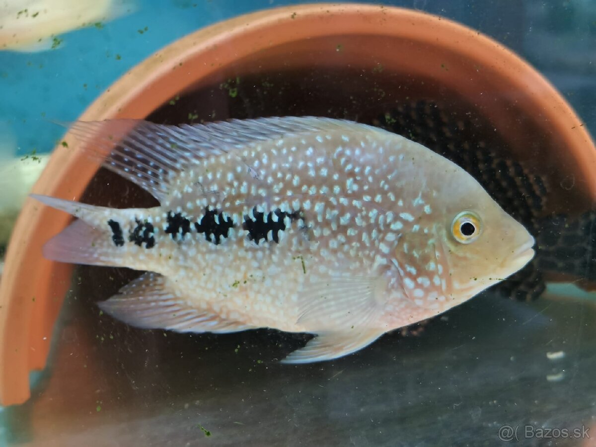 Super Red Texas 🔥 - 12