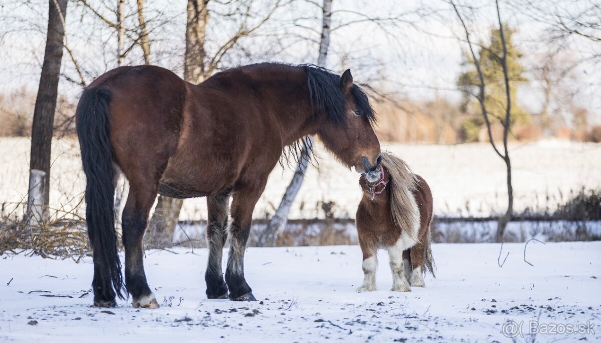 Hřebec mini Shetland pony s PP - 12