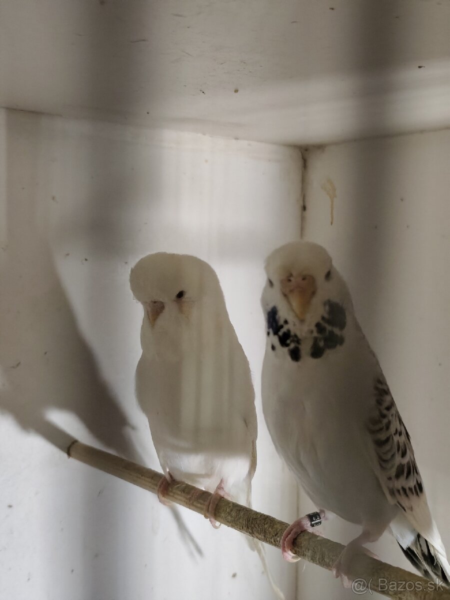 Výstavné andulky celý chov - 12