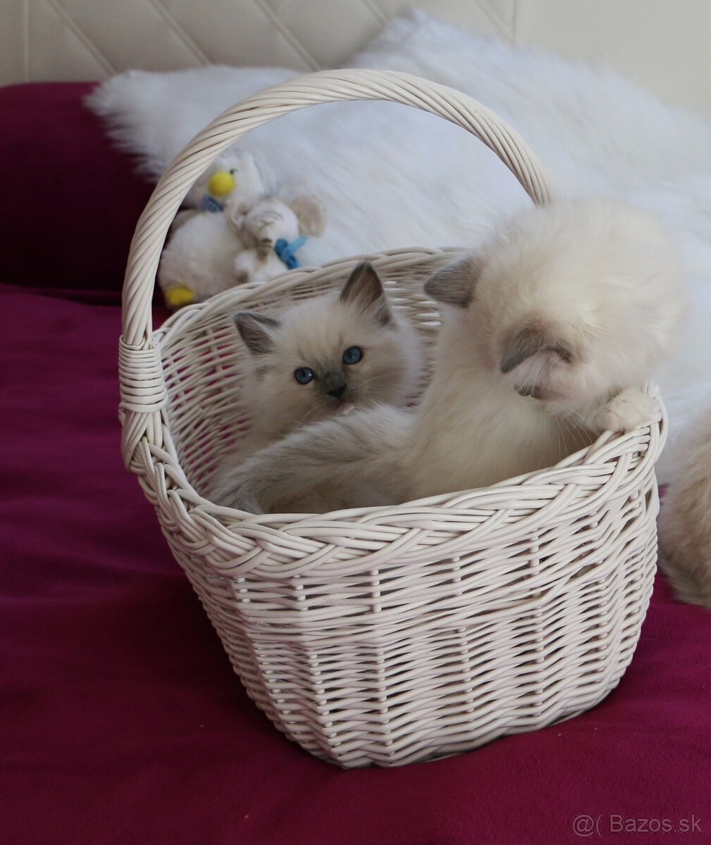 Ragdoll - láska na celý život - 12