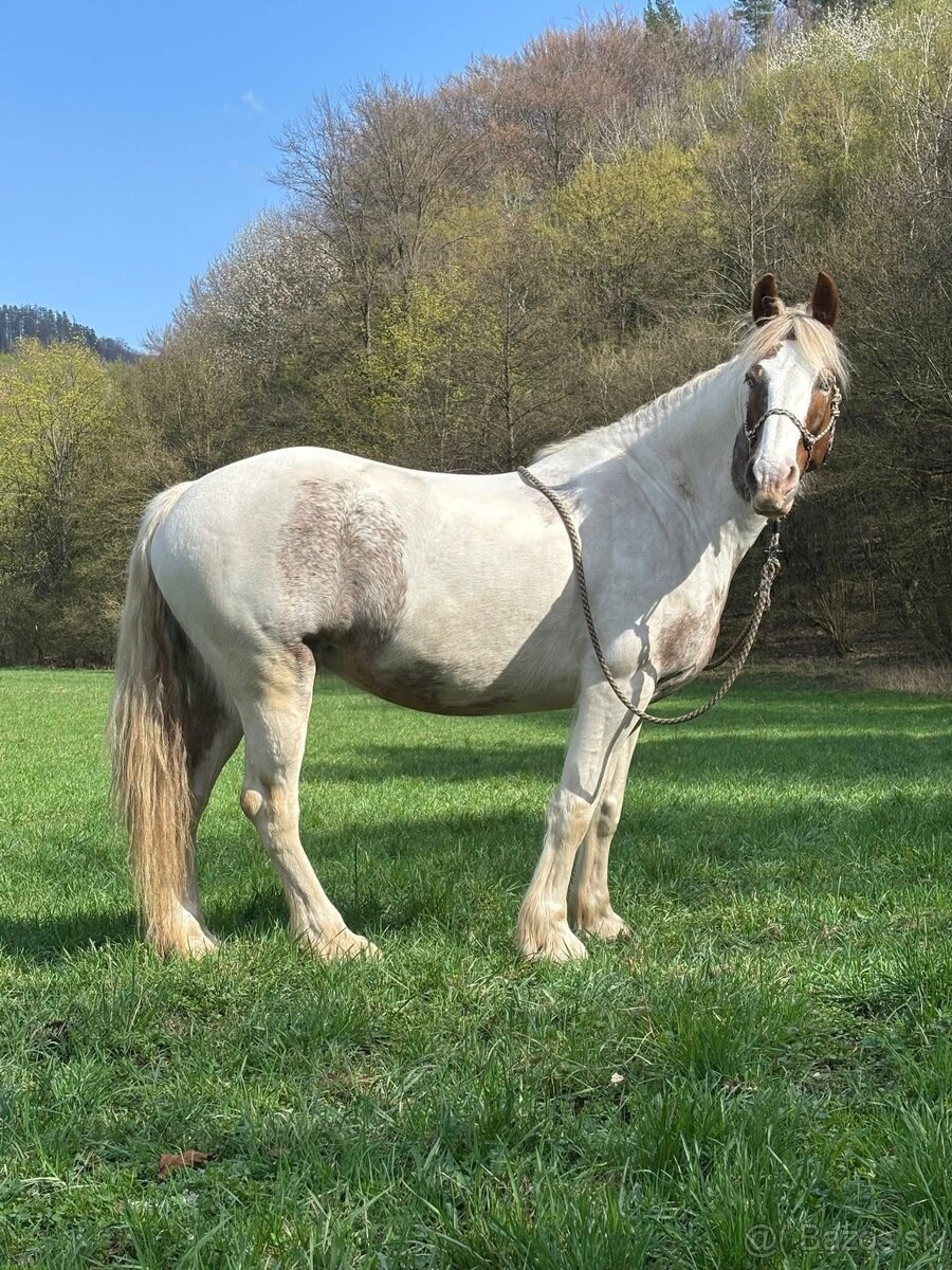 Valach 1/2 QH - 12