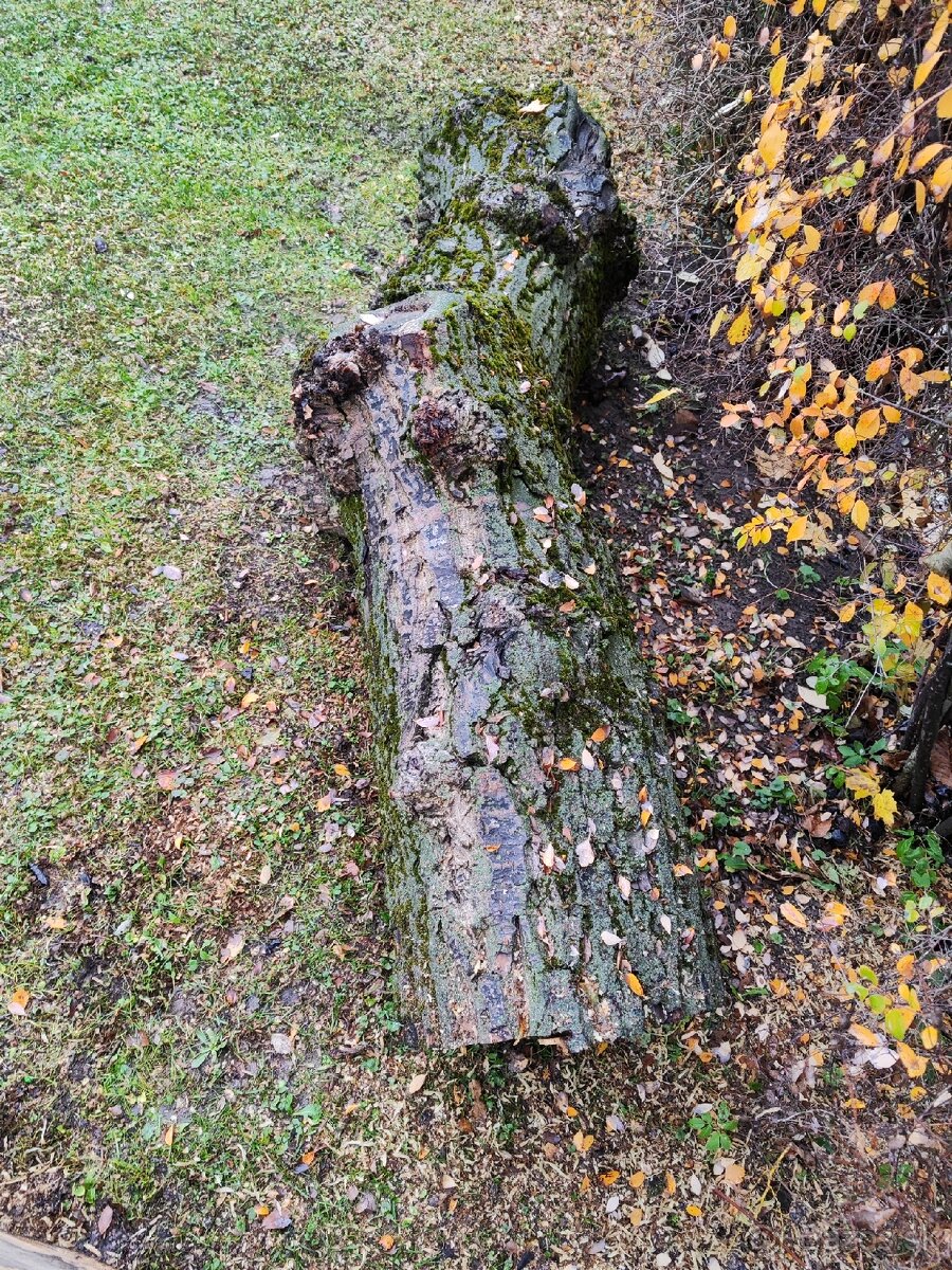 Predám kmene z čerstvo spíleneho stromu - 12