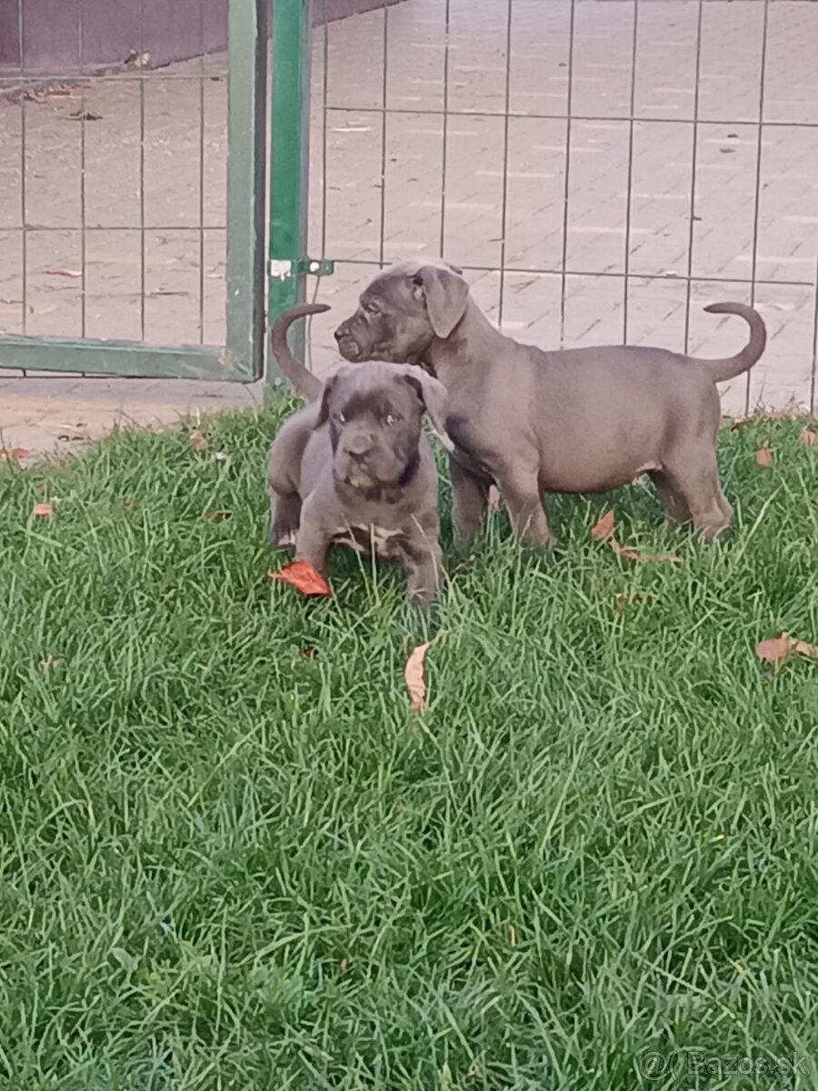 Cane corso modré šteniatka - 12