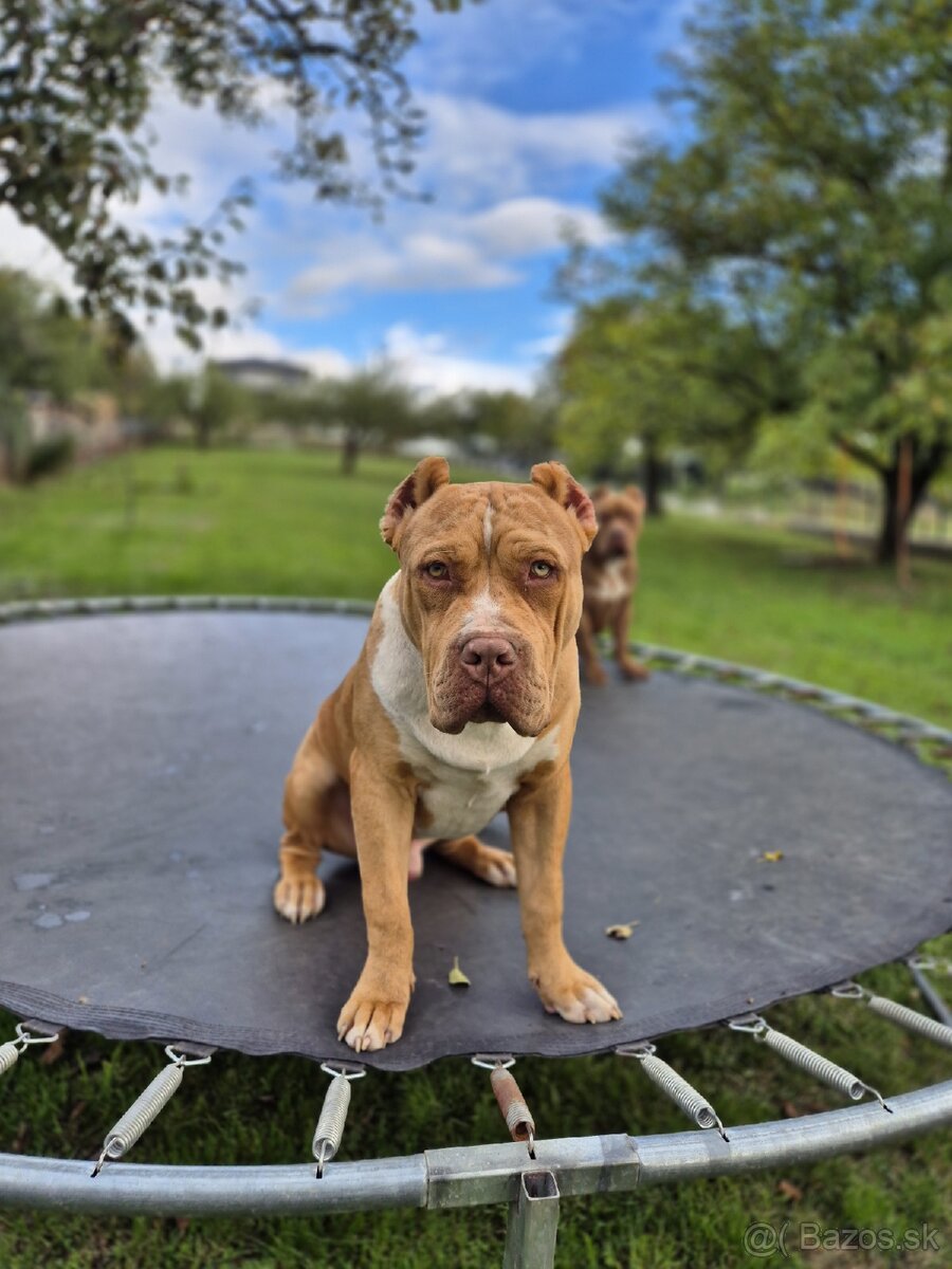 American bully XL - 12