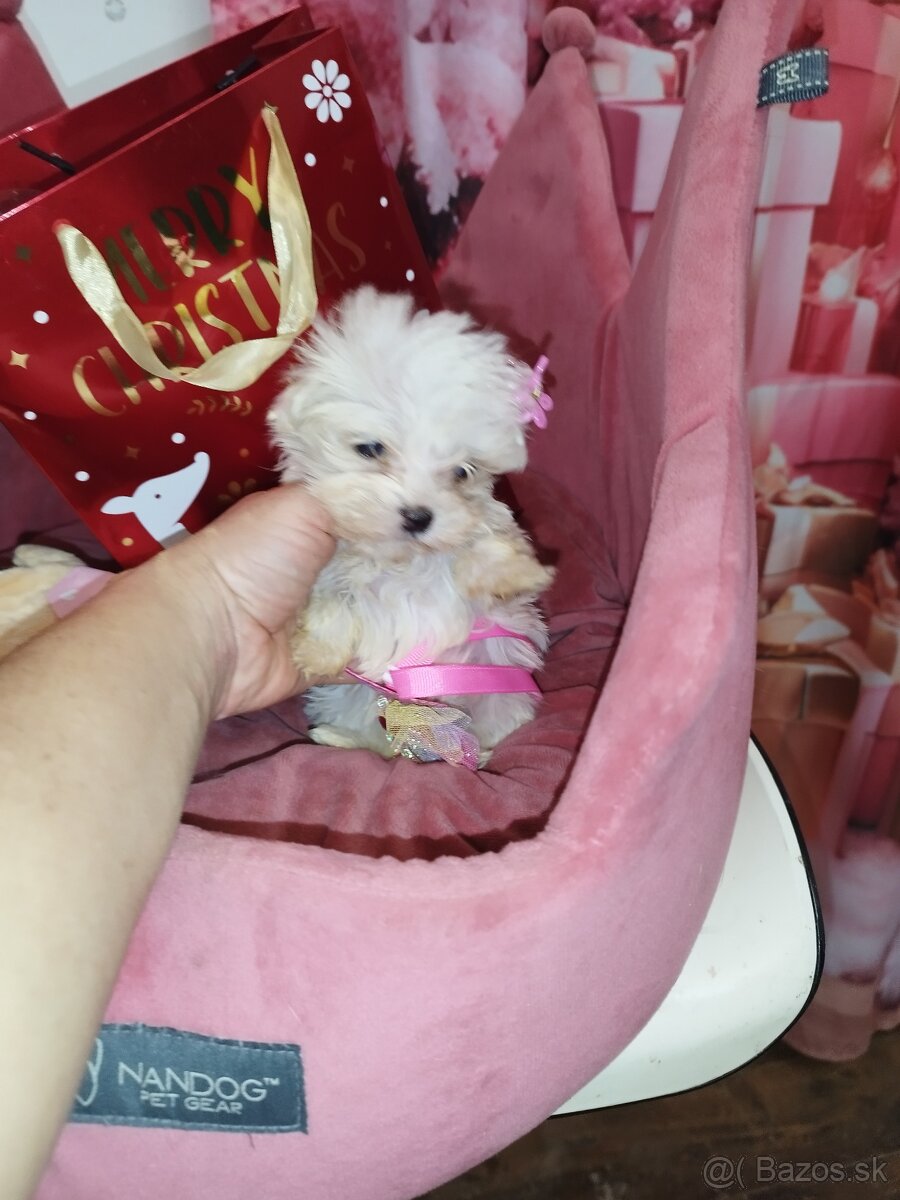 Mini maltezak šteniatka - 12