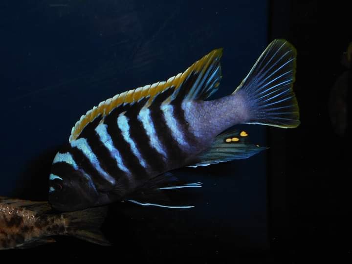 Africké cichlidy Malawi. - 12