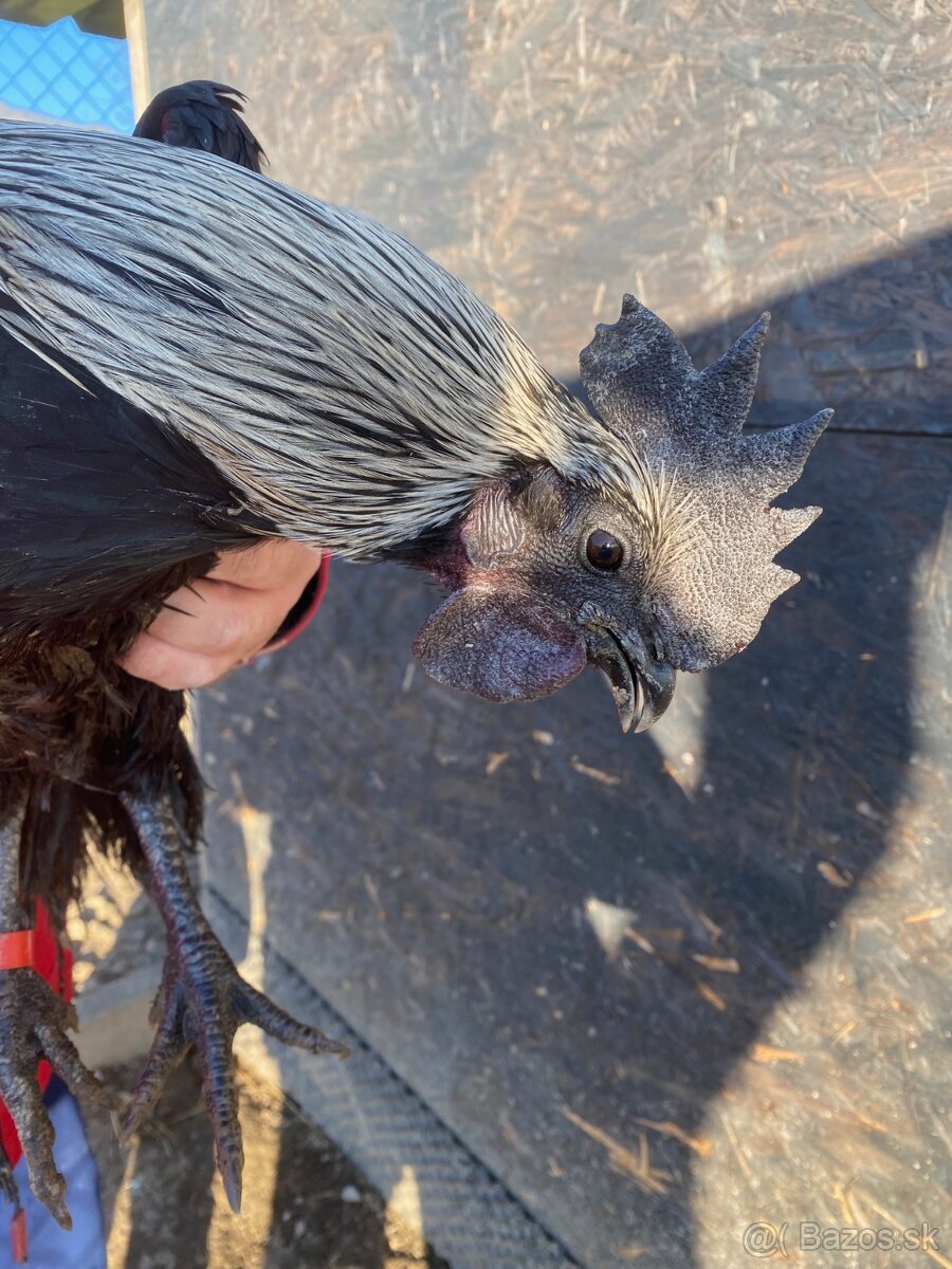 Ayam Cemani kohuti - 12
