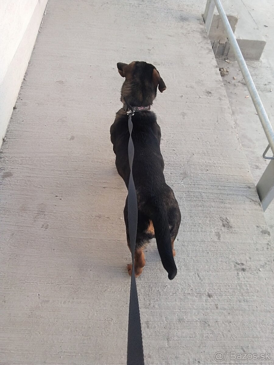 Darujem šteniatko psa - 12