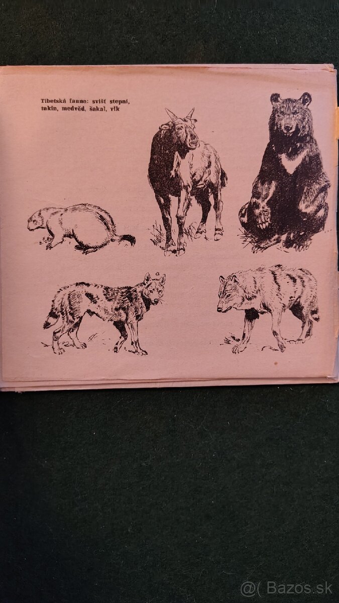 Dobrodružství Doktora Haiga-Vladimír Henzl - 12