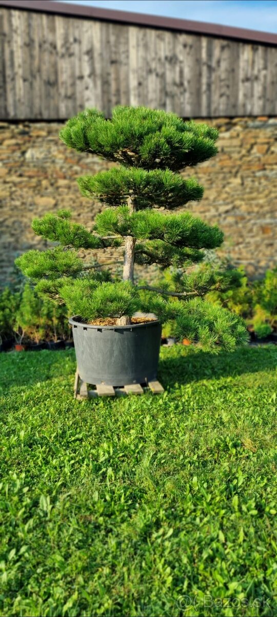 Záhradné bonsaje NIWAKI Pinus nigra - 12