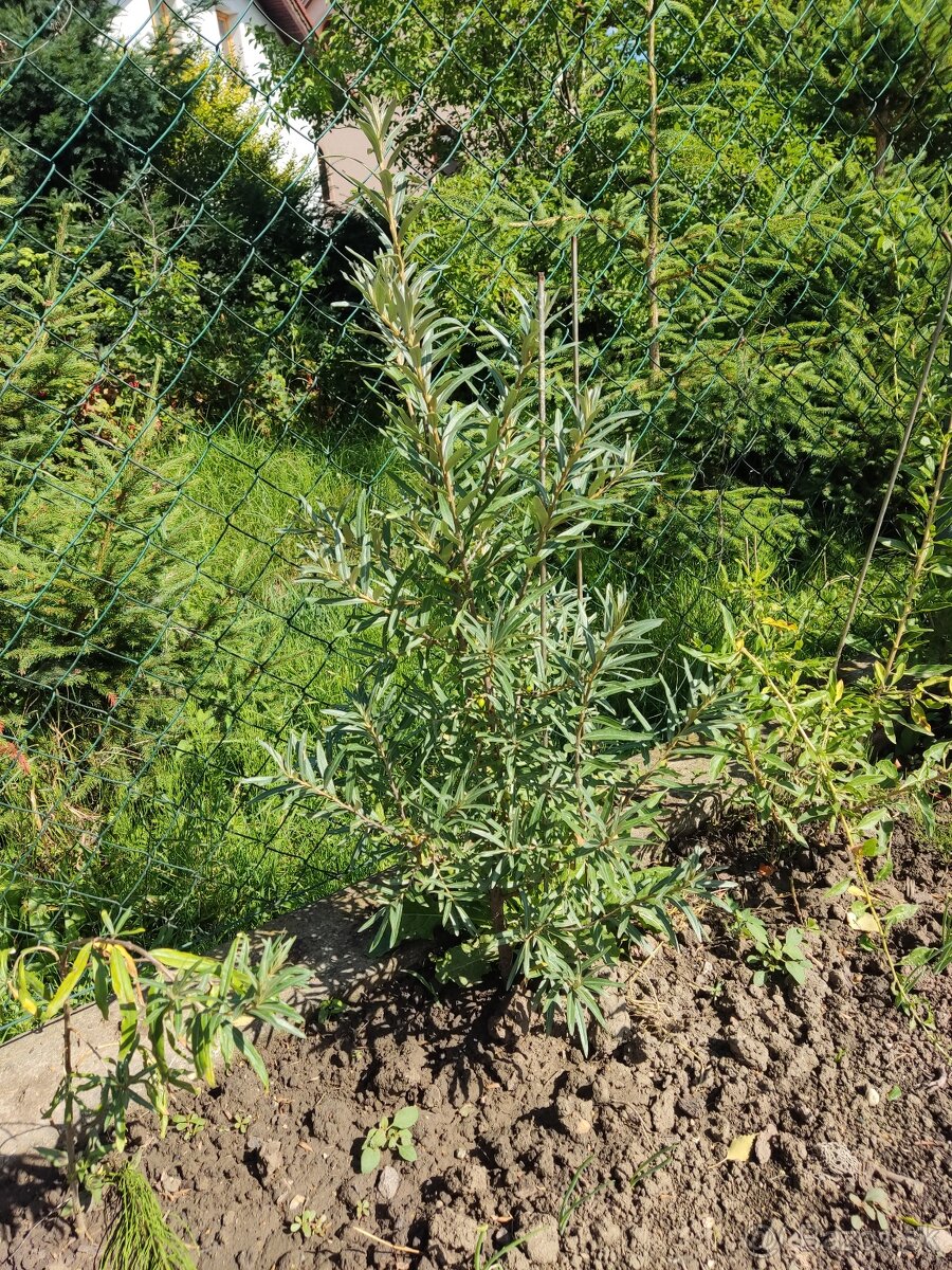 PREDáM Tis obyčajný (Taxus baccata) - 12
