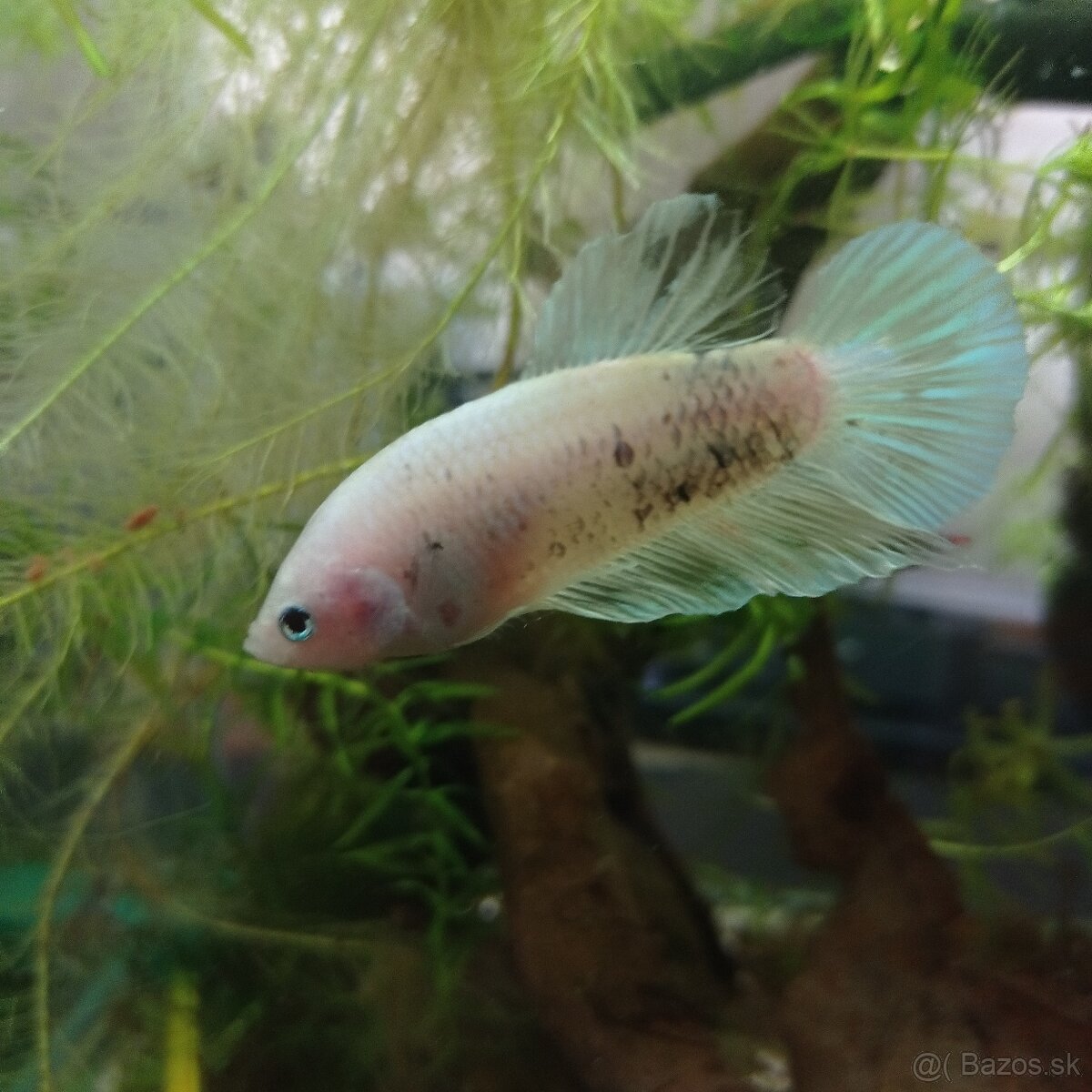 Bojovnica samec shorttail - 12