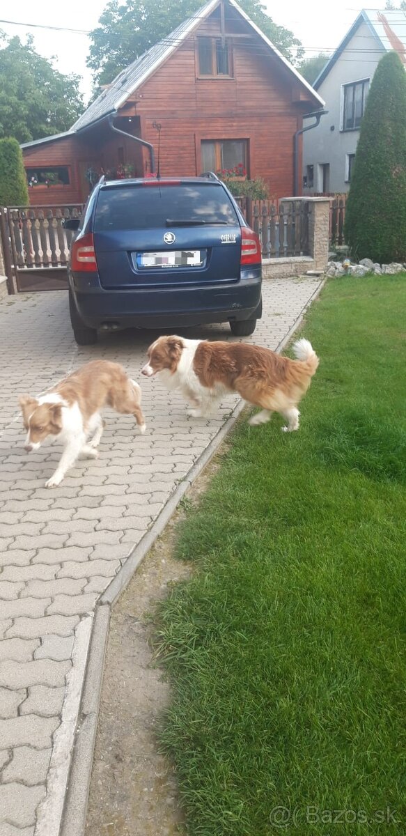 Borderská kólia, Border kólia bez PP - 12