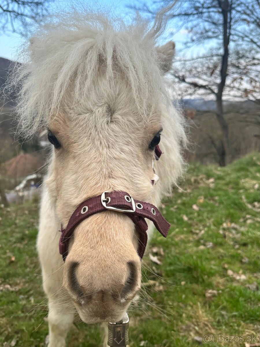 Shetland pony s pp - 12