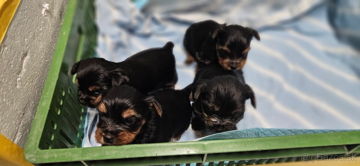 Predám šteniatka Yorkshire teriera - 12