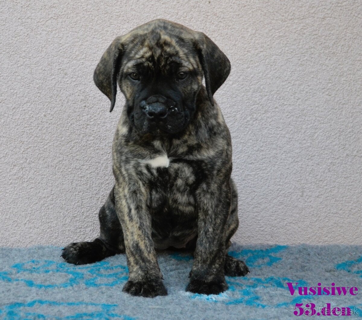 Boerboel štěňata FCI PP - 12