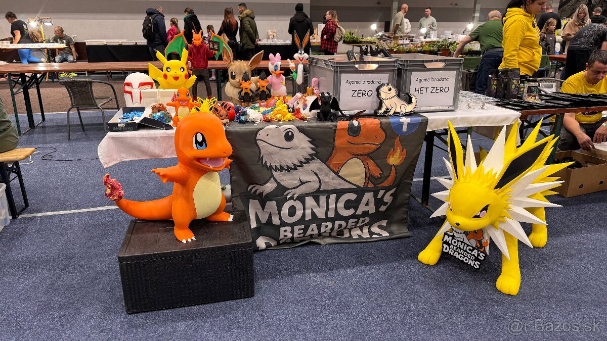 Agama bradata - Zero , het Zero 🦎 - 12