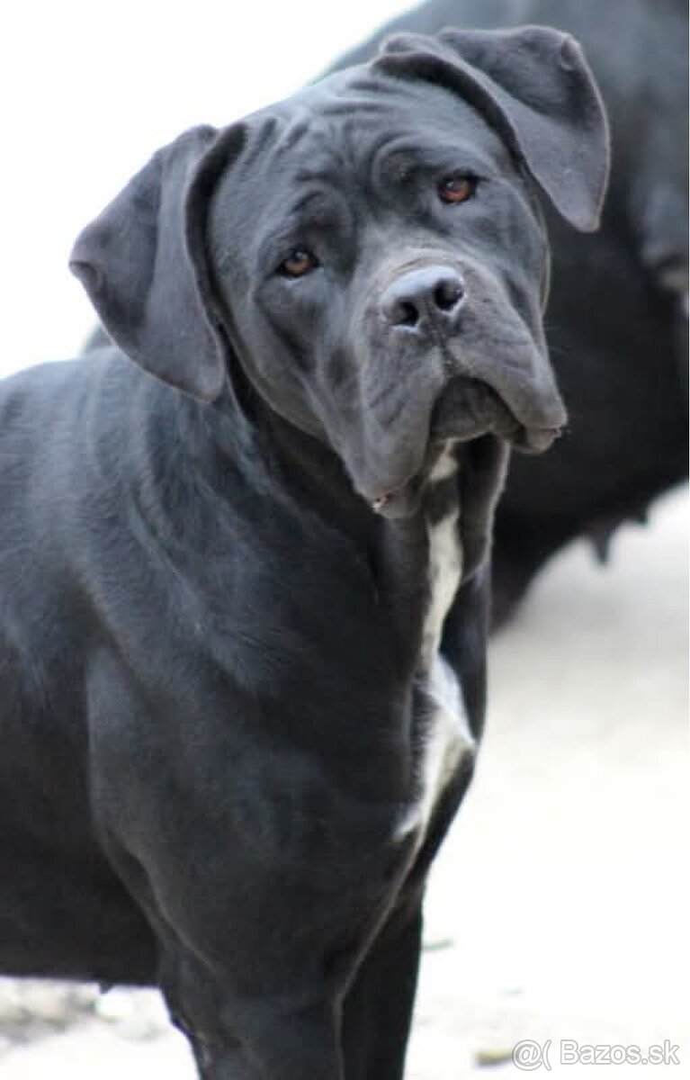Cane Corso šteniatka s PP / predbežná rezervácia - 12