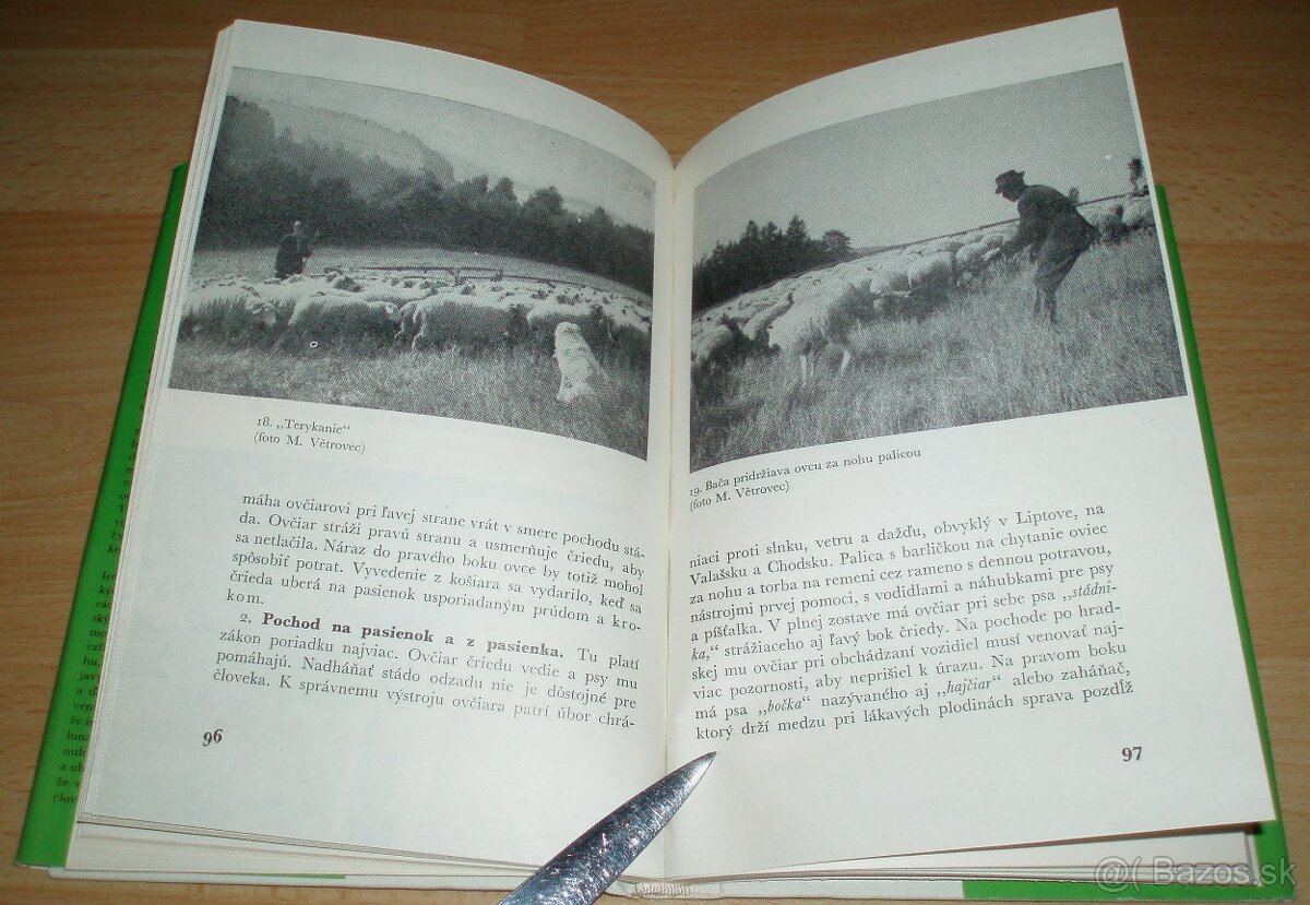 Slovenský čuvač - 12