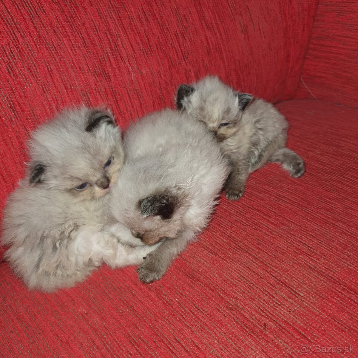 Kocurik ragdoll - 12