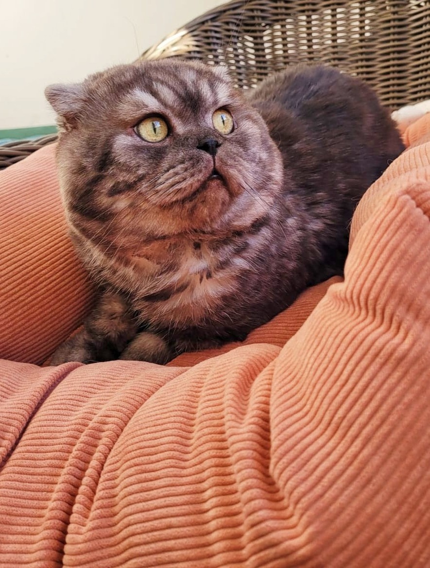 ŠKÓTSKE MAČKY s PP/ TICA 151 - 12