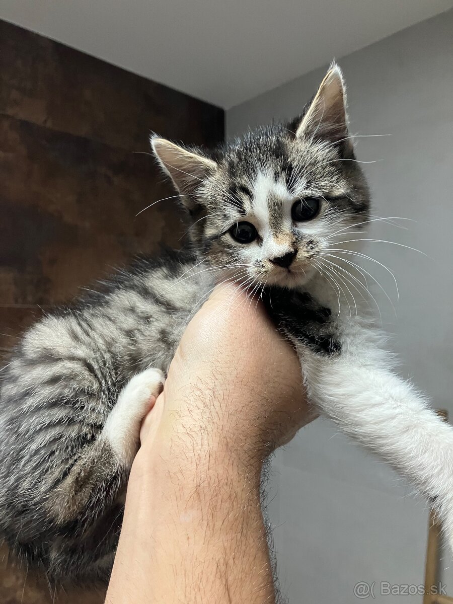 Mačiatka - 12